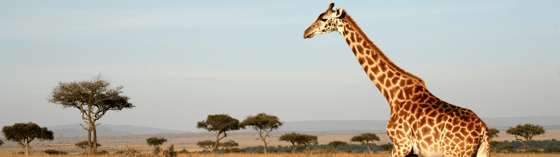 Masai Mara, Kenia