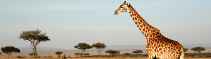 Masai Mara, Kenia